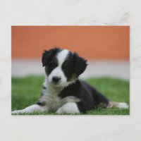 Collie de borde anterior de 6 semanas