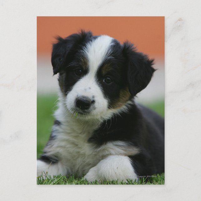 Postal Collie de borde anterior de 6 semanas (Anverso)