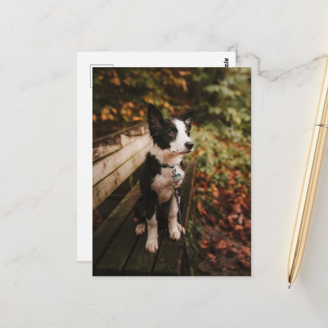 Postal Collie de borde blanco y negro en el banco de parq (Anverso/Reverso In Situ)