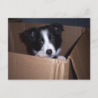Postal Collie de borde de bebé