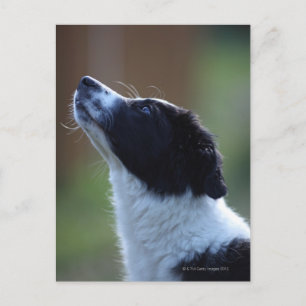 Postal Collie de borde de ventana