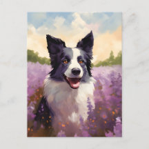 Collie de borde en el campo Lavender