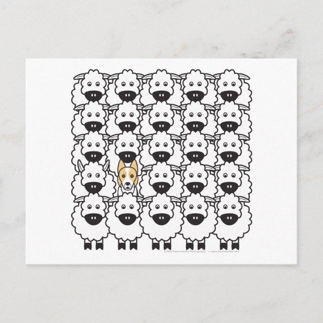 Postal Collie de borde en la oveja (Anverso)