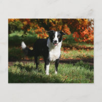 Collie de borde en posición de otoño