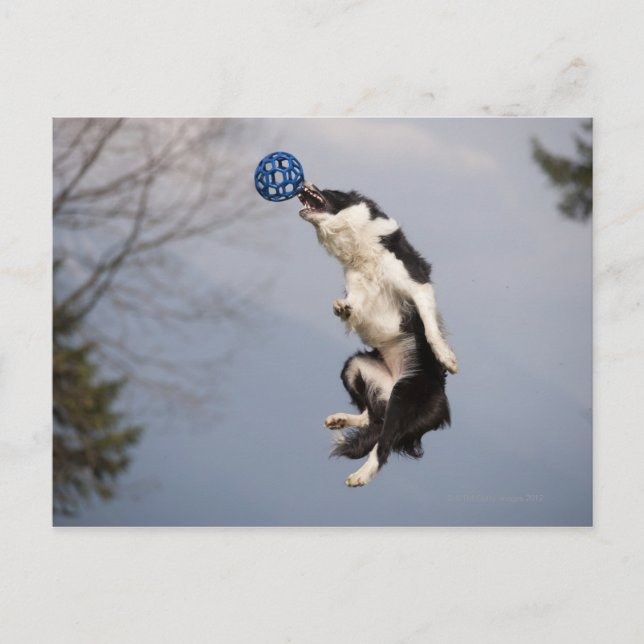 Postal Collie de borde justo antes de alcanzar la bola al (Anverso)