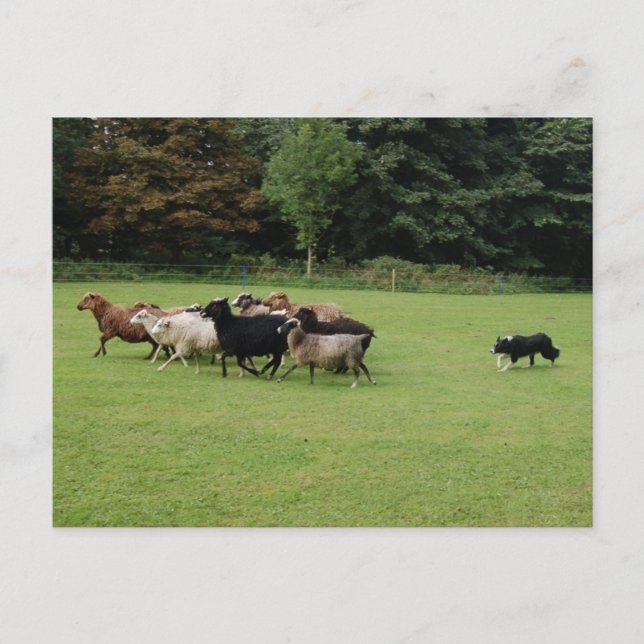 Postal Collie de borde trabajando (Anverso)