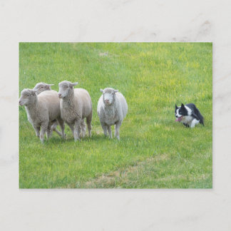 Postal Collie de borde y Ewes