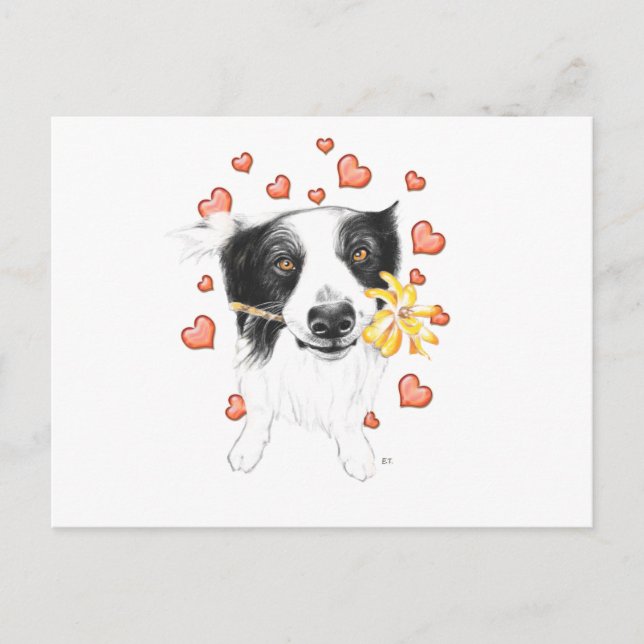 Postal Collie De Bordes Y Corazones (Anverso)
