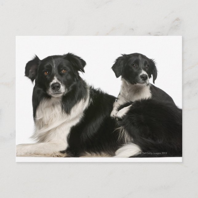 Postal Collie de frontera madre y cachorro (Anverso)