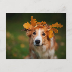 Postal Collie de la frontera roja con un bosque de hojas 