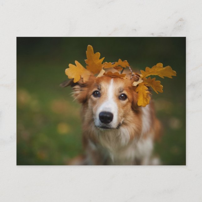 Postal Collie de la frontera roja con un bosque de hojas  (Anverso)