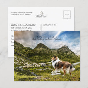 Postal Collie de pastores en masa de Sable Rough - Colect