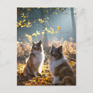 Postal Collie Dog