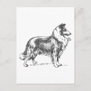 Postal Collie Dog