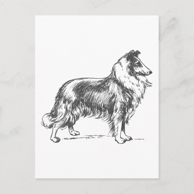 Postal Collie Dog (Anverso)