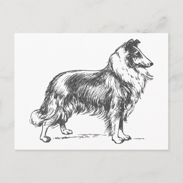 Postal Collie Dog (Anverso)