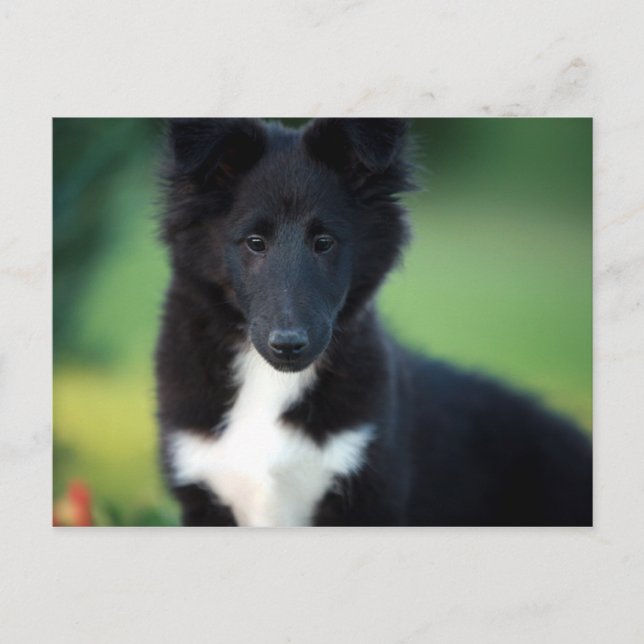Postal collie en miniatura (Anverso)