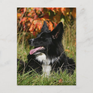 Postal Collie Fronterizo Pantando Abajo