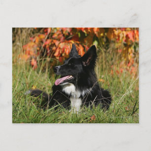Postal Collie Fronterizo Pantando Abajo