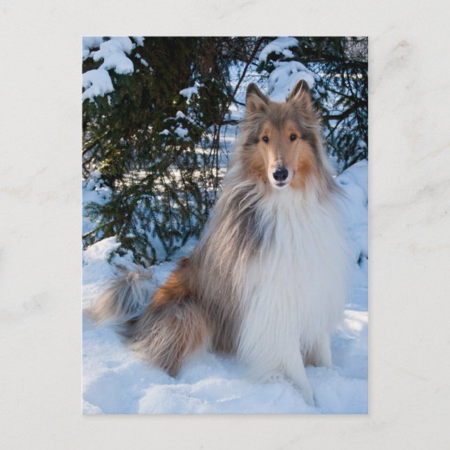 Postal Collie Postcard (Anverso)