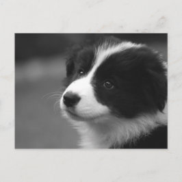Postal Collie Puppy de borde