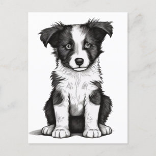 Postal Collie Sheepdog Australian Shephpy