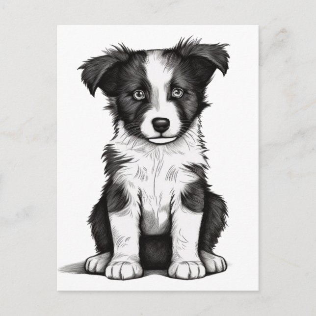 Postal Collie Sheepdog Australian Shephpy (Anverso)