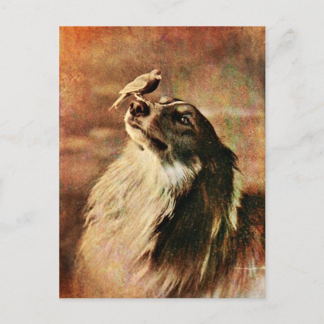 Postal Collie y Birdie (Anverso)