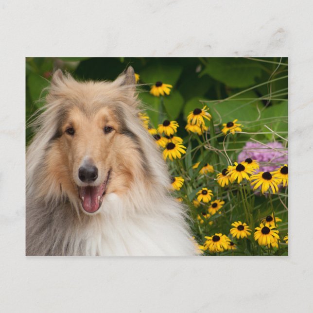 Postal Collie Y Flores (Anverso)