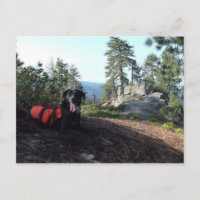 Colmillos de la protección de Haley del perro de