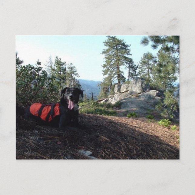 Postal Colmillos de la protección de Haley del perro de (Anverso)