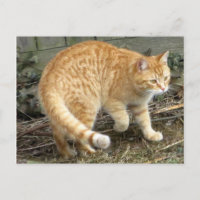 Colocación de gato amarillo