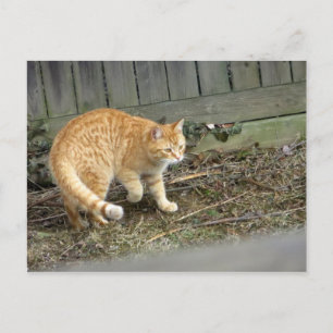 Postal Colocación de gato amarillo