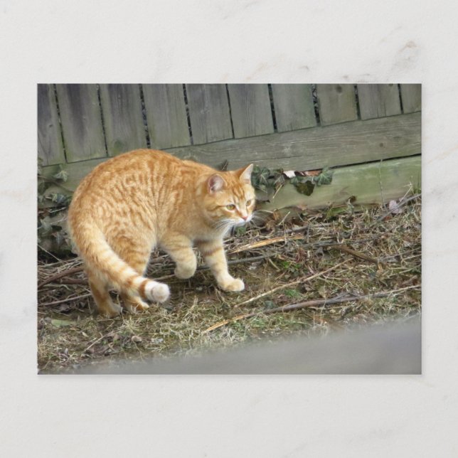 Postal Colocación de gato amarillo (Anverso)