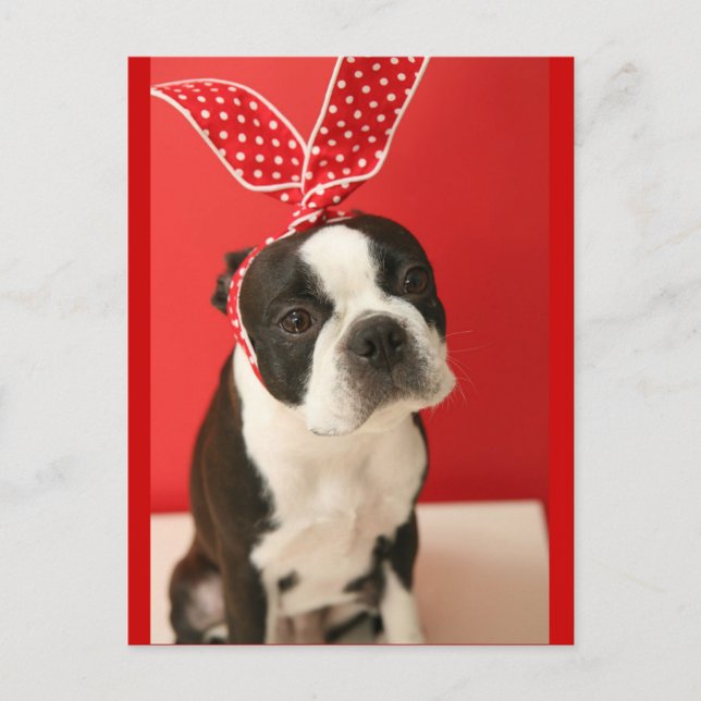 Postal Cologalita Usamimi Postcards (Anverso)