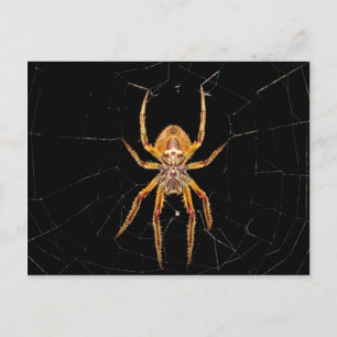 Postal colombia de araña macro de insectos
