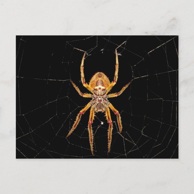 Postal colombia de araña macro de insectos (Anverso)