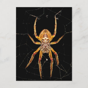 Postal colombia de araña macro de insectos