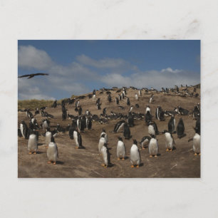 Postal colonia de Pingüino de Gentoo (Pygoscelis papua) e