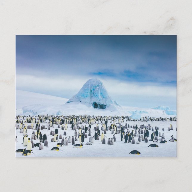 Postal Colonia Emperador Pingüino (Anverso)