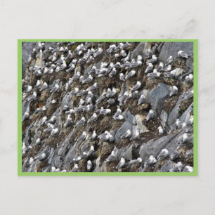 Postal Colonia kittiwake de piernas negras