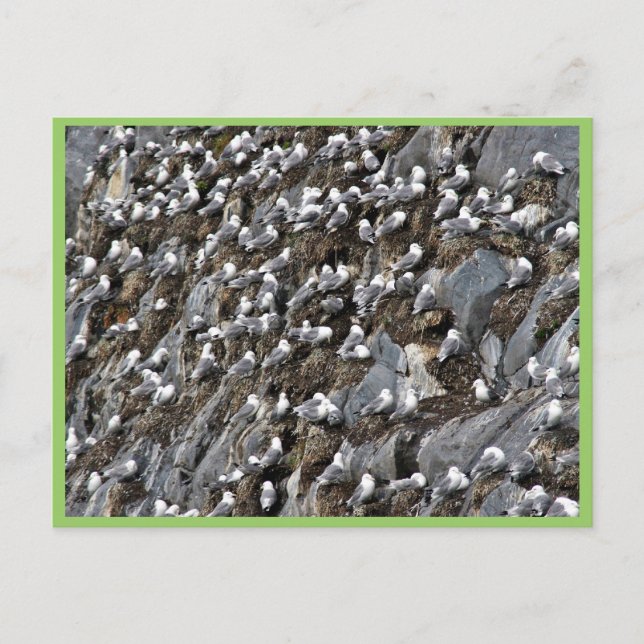Postal Colonia kittiwake de piernas negras (Anverso)