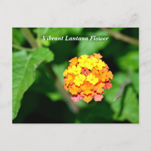 Postal Color brillante Lantana Flor