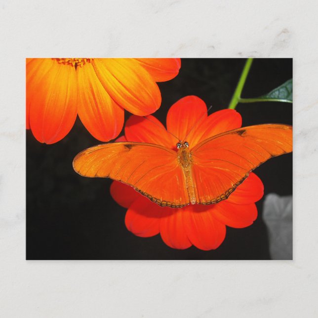 Postal color coordinado (Anverso)