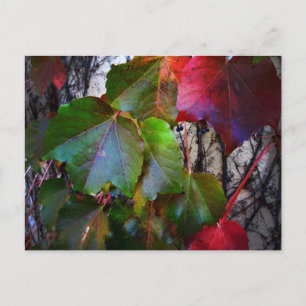 Postal Color de caída