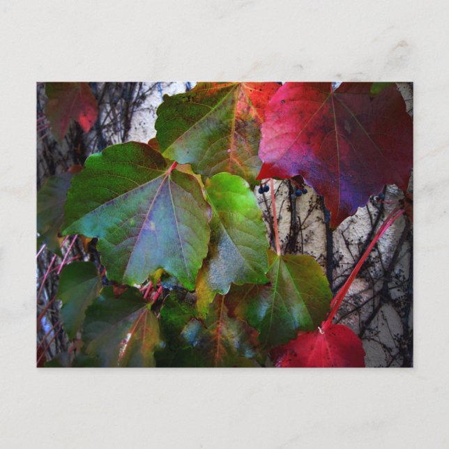 Postal Color de caída (Anverso)