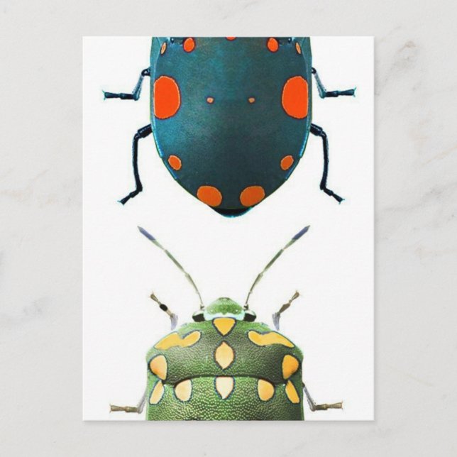 Postal Color de los insectos (Anverso)
