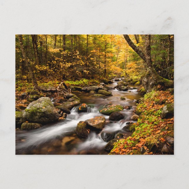Postal Color de otoño Jefferson Brook | Montañas blancas (Anverso)