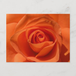 Postal color de rosa anaranjada de la foto