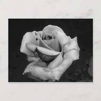 Postal Color de rosa blanco y negro